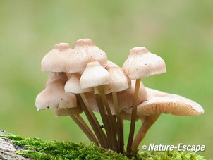 Helmmycena, een bundel paddenstoelen, AWD1 151012