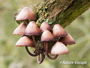 Grote bloedsteelmycena, paddenstoelen aan tak, AWD1 201012