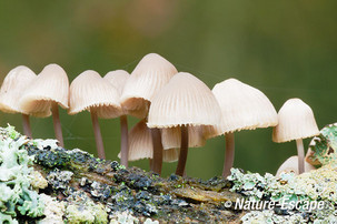 Mycena, spec. AWD 1 201012