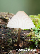 Mycena, AWD2 201012