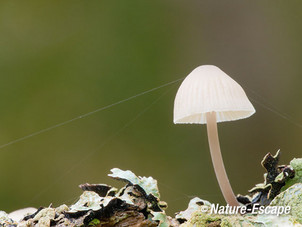 Mycena, AWD1 201012