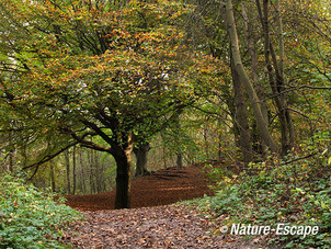 Beuken, in duinbos, NHD Castricum 6 261012