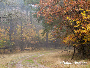 Bospad, in nevel, AWD1 171112