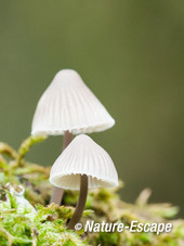 Mycena, spec. AWD 10 201012