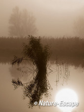 Riet, in de mist en tegenlicht, Krommeniedijk 4 241112