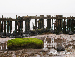 Palen, wad bij Moddergat 2 050113