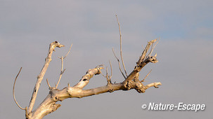 Vlier. dode tak tegen bewolkte lucht, NPZK1 120113