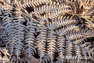 Adelaarsvaren, berijpt blad op de grond, Vinkenduin 1 220213