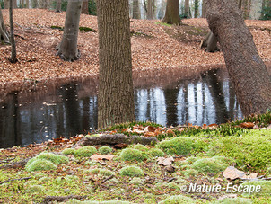 Mos, moskussens op bosbodem, buitenplaats Hilverbeek, Natuurmonumenten 1 230213