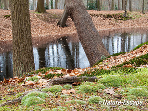 Mos, moskussens, op bosbodem, buitenplaats Hilverbeek, Natuurmonumenten 2 230213