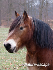 Paard, hoofd, buitenplaats Hilverbeek, Natuurmonumenten 1 230213