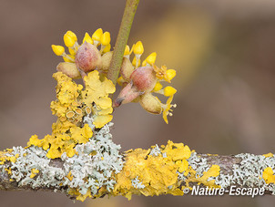 Gele kornoelje, bloemen, bloemknoppen, en korstmossen NHD Cas2  180313