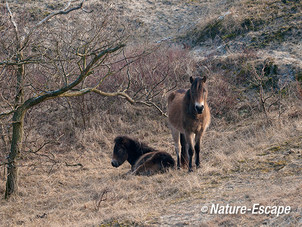 Exmoor pony, merrie en veulen, NHD BaZ2 300313