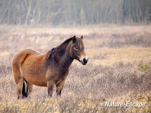 Exmoor pony, Doornvlak 1 130413