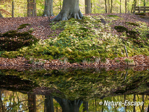 Mos, moskussens, op talud, buitenplaats Hilverbeek, Natuurmonumenten 1 010513