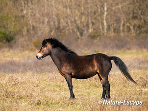 Exmoor pony, Doornvlak 1 040513