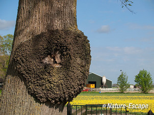 Maserknol, op iep, Beemster 1 090513