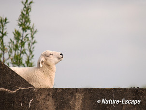 Schaap, lam, nevenbatterij aan Den Ham 2 250513