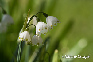 Zomerklokje, bloemen, bloei, Elswout 1 290413