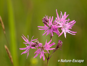 Koekoeksbloem, bloemen, bloei, Zww1 220613