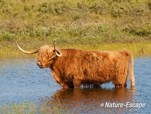 Schotse hooglander, in water, Doornvlak 1 090713