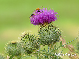 Speerdistel, bloem, bloemen met insecten, Groene Hart 1 130713