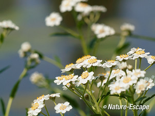 Wilde bertram, bloemen, bloei, Reeuwijkse Plassen 2 130713