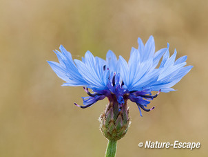 Korenbloem, bloem,  Groene Hart 1 130713