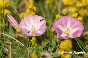 Akkerwinde, bloemen, bloei NPZK1 190713