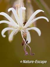 Nachtsilene, bloem, bloei, NHD WaZ1 200713