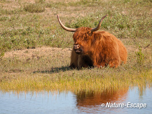 Schotse hooglander, rustend, Dvlak1 090713