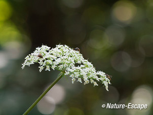 Engelwortel, bloemen, bloeischerm, met insecten, NHD WaZ2 080813