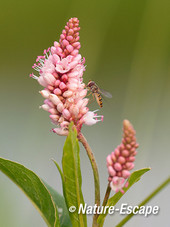 Perzikkruid, bloemen, bloei, met zweefvlieg, Hekslootpolder, Spaarndam 1 090813