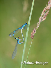 Azuurjuffer, azuurjuffers, paringsrad, paringswiel, AWD1, 170813