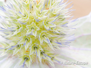 Blauwe zeedistel, detail bloemen, De Kerf, Schoorl  1 240813