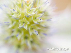 Blauwe zeedistel, detail bloemen, meeldraden, De Kerf, Schoorl  2 240813