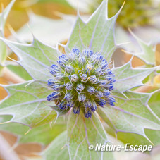 Blauwe zeedistel,  bloemenknoppen, De Kerf, Schoorl  1 240813