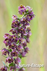 Brede wespenorchis bloemen, bloei, Sbb Schoorl 2 240813