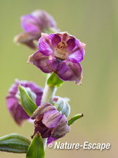 Brede wespenorchis bloemen, bloei, Sbb Schoorl 1 240813