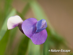 Zeelathyrus, bloemen, bloei, de Kerf Schoorl 1 240813