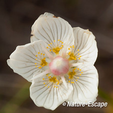 Parnassia, detail bloem, de Kerf, Schoorl 1 240813