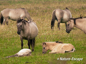 Konikpaarden, Oostervaardersplassen 1 210913