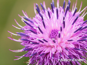 Veeldoornige distel, detail bloem, Oostvaardersplassen 1 210913