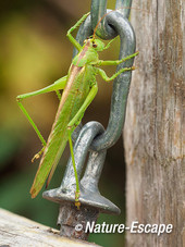 Grote groene sabelsprinkhaan, Oostevaardersplassen 2 210913