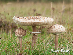 Grote parasolzwam, parasolzwammen, NHD Castricum 1 230913