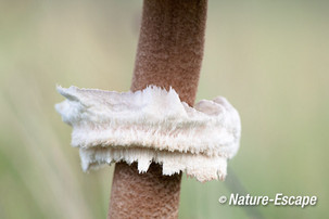 Grote parasolzwam, detail ring, manchet, NHD Castricum 1 230913