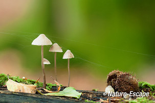 Mycena's, met spinrag, Speulderbos 1 191013