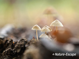 Mycena's, dromerig, Speulderbos 2 191013