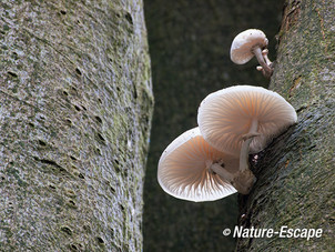 Porseleinzwam, porseleinzwammen, Hilverbeek Natuurmonumenten 1 051013