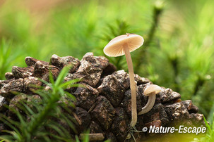 Mycena, op dennenappel, Spanderswoud3 051013